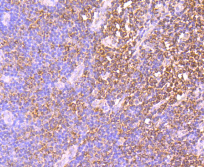 Anti-IDH2 Antibody (3T725)