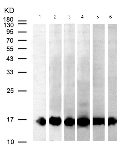 Anti-Iba1 Antibody (1X229)