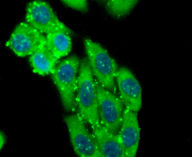 Anti-ID1 Antibody (6Z914)