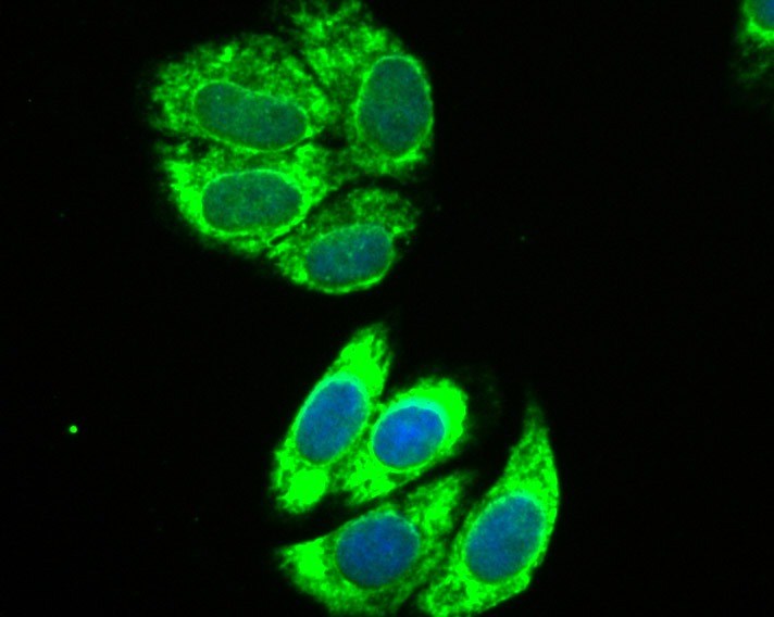 Anti-IL-13RA1 Antibody (1E152)