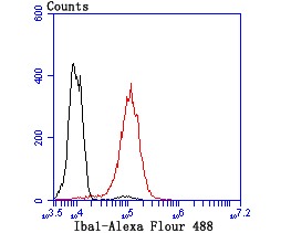 Anti-Iba1 Antibody (1X229)