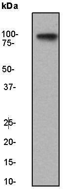 Anti-ICAM-1/CD54 Antibody (7M396)