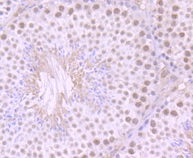 Anti-ILF2 Antibody (6A56)