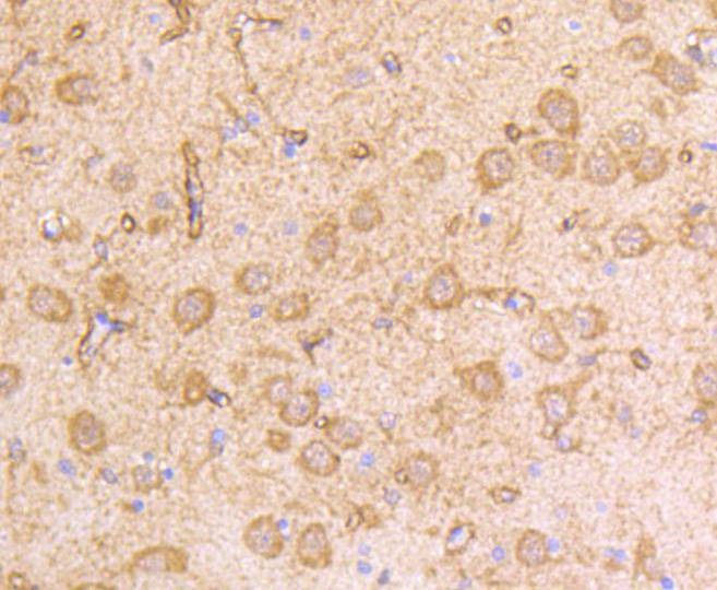 Anti-IFNAR1 Antibody (1R657)
