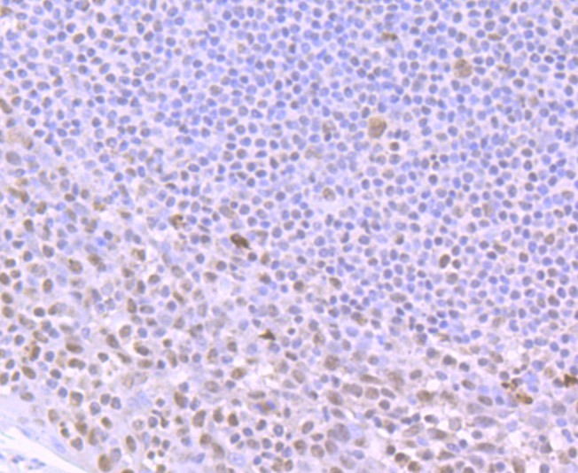 Anti-ILF2 Antibody (6A56)