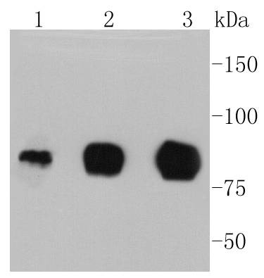 Anti-ICAM-1/CD54 Antibody (2M737)