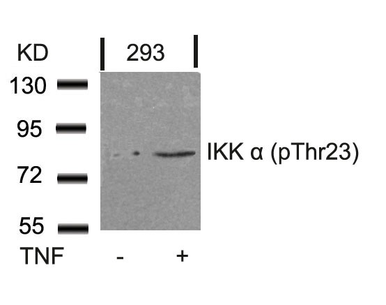 Anti-Phospho-IKBKA (Thr23) Polyclonal Antibody