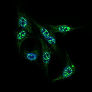 Anti-INCENP Antibody (3Z349)
