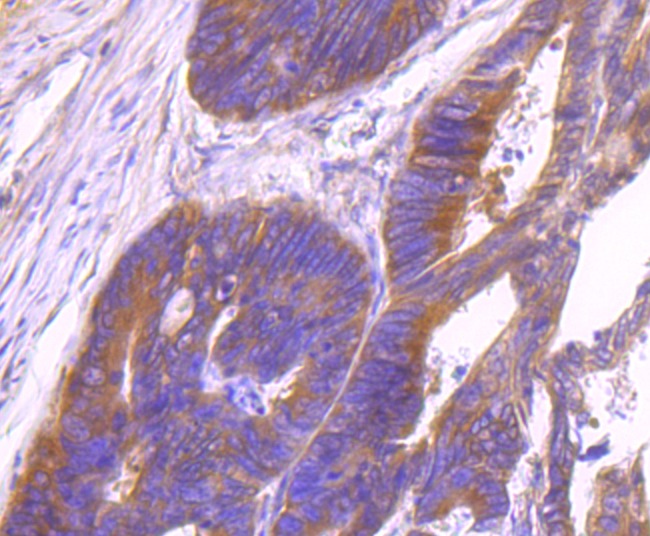 Anti-ID1 Antibody (6Z914)