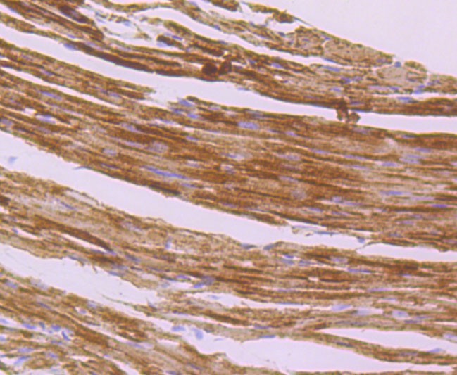Anti-IDH2 Antibody (3T725)