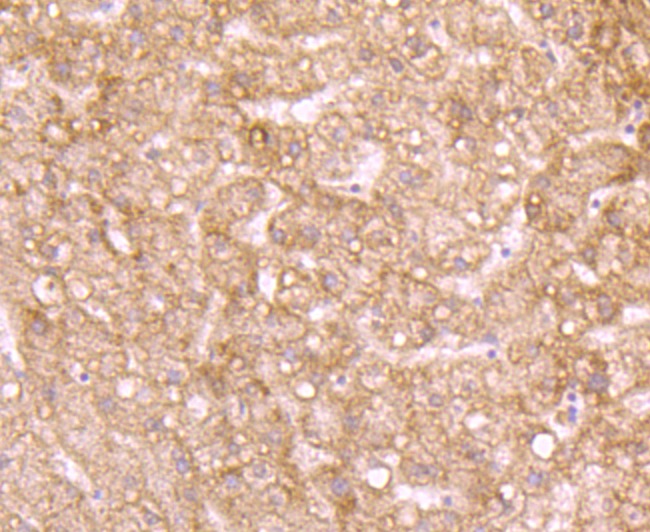 Anti-ID1 Antibody (6Z914)