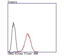 Anti-IDH2 Antibody (3T725)