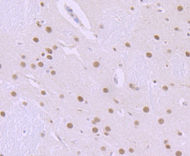 Anti-ILF2 Antibody (6A56)