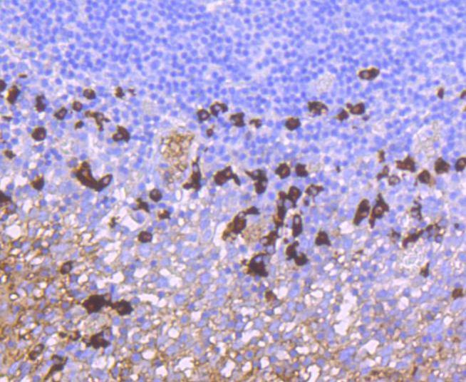 Anti-IgA Antibody (7U718)