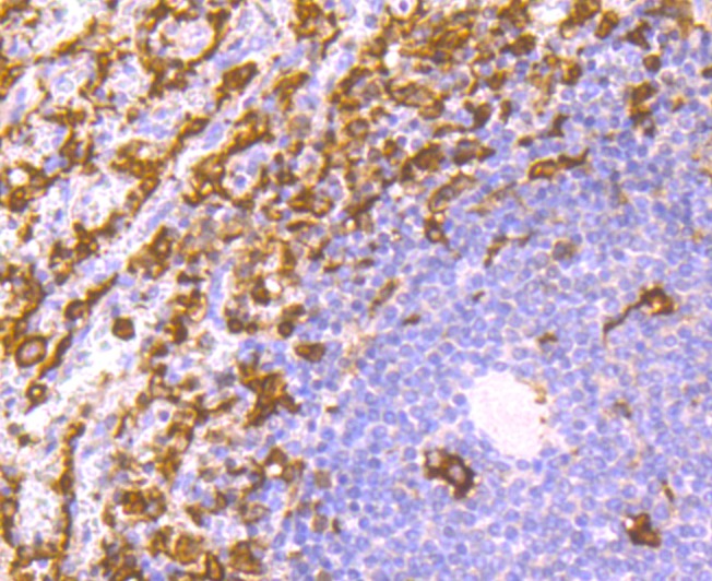 Anti-Iba1 Antibody (1X229)
