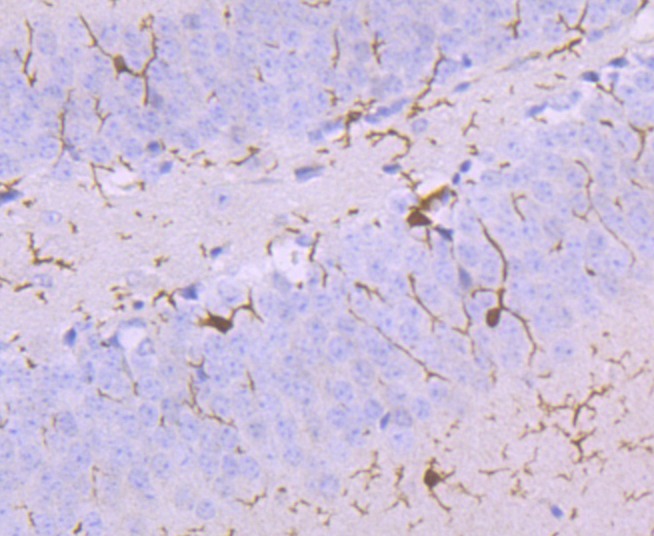 Anti-Iba1 Antibody (1X229)