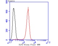 Anti-ILF2 Antibody (6A56)