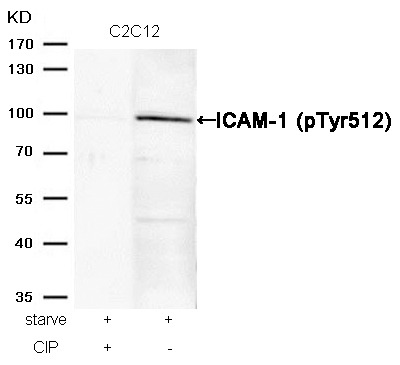 Anti-Phospho-ICAM-1/CD54 (Tyr512) Polyclonal Antibody