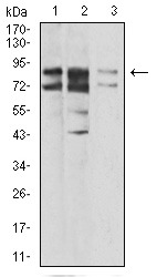 Anti-IL-1RAPL1 Antibody (6Q74)