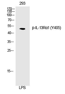 Anti-Phospho-IL-13RA1 (Tyr405) Polyclonal Antibody