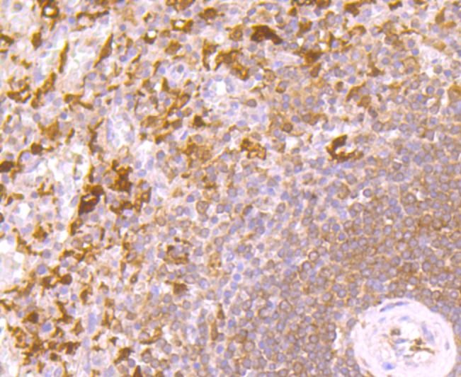 Anti-IL-4 Antibody (1H299)