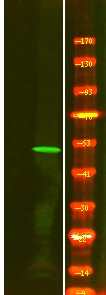 Anti-Phospho-ILK (Ser343) Polyclonal Antibody