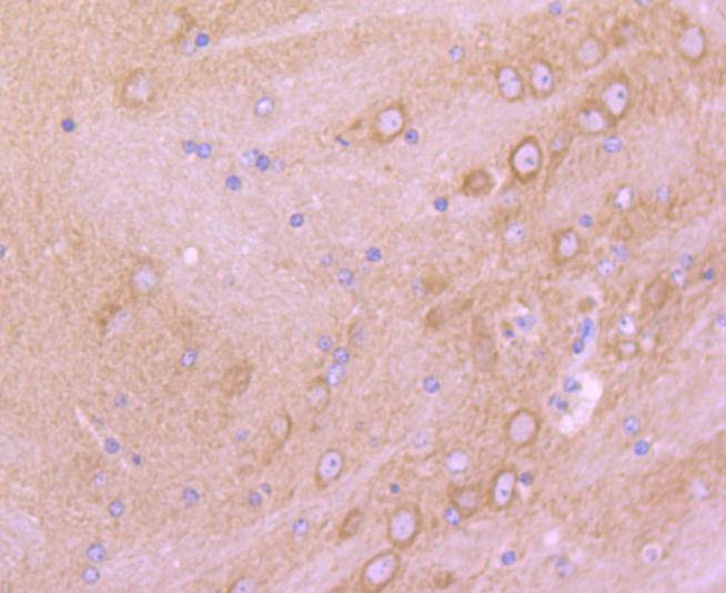 Anti-mGluR2 Antibody (4I792)