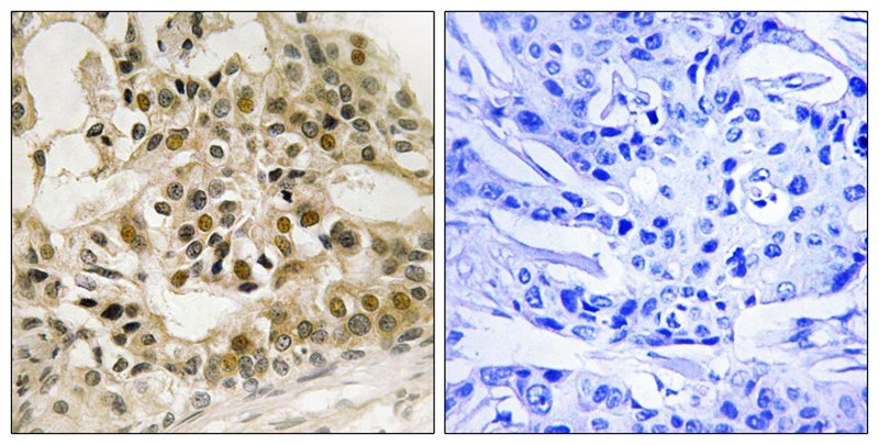 Anti-Phospho-MYB (Ser532) Polyclonal Antibody