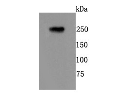 Anti-mGluR1 Antibody (4L730)