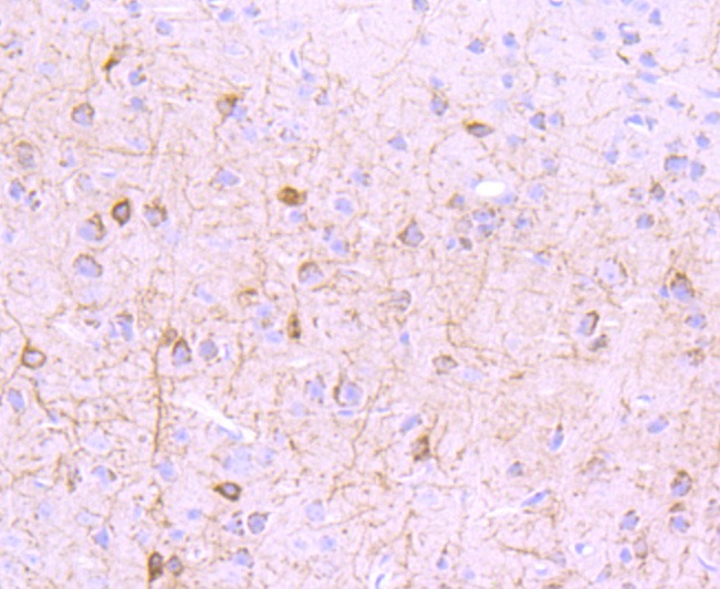 Anti-mGluR1 Antibody (4L730)