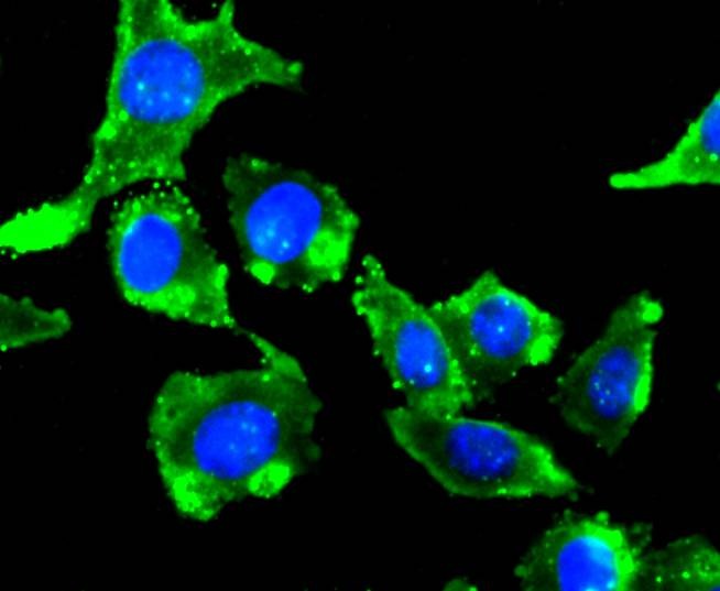Anti-mGluR2 Antibody (4I792)