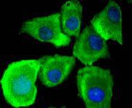 Anti-MYD88 Antibody (2C378)