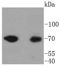 Anti-Moesin Antibody (2Z70)
