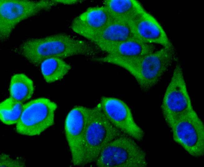 Anti-MYD88 Antibody (2C378)