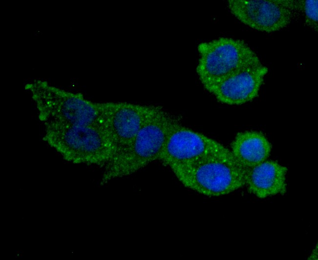 Anti-MMP-9 Antibody (5C993)