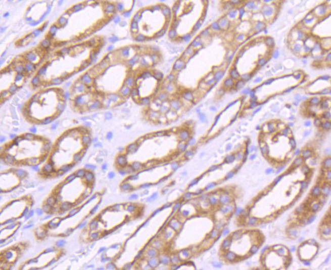 Anti-MMP-14 Antibody (7I45)
