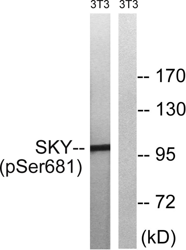 Anti-Phospho-Mer/Dtk (Tyr749/681) Polyclonal Antibody