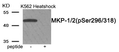 Anti-Phospho-MKP-1/2 (Ser296/318) Polyclonal Antibody