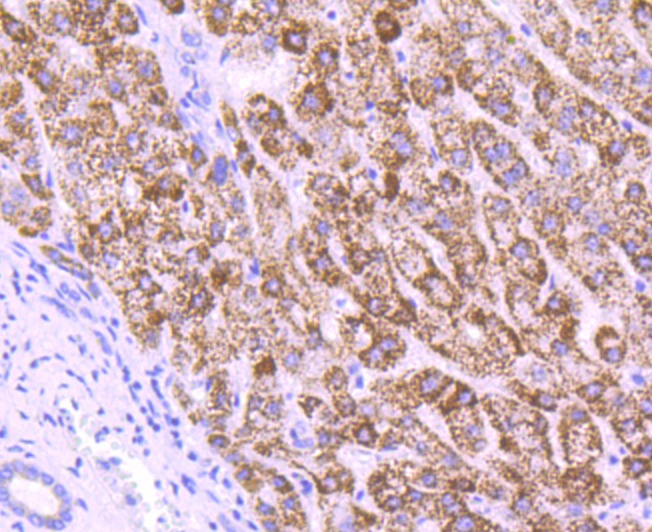 Anti-MMP-3 Antibody (6H498)