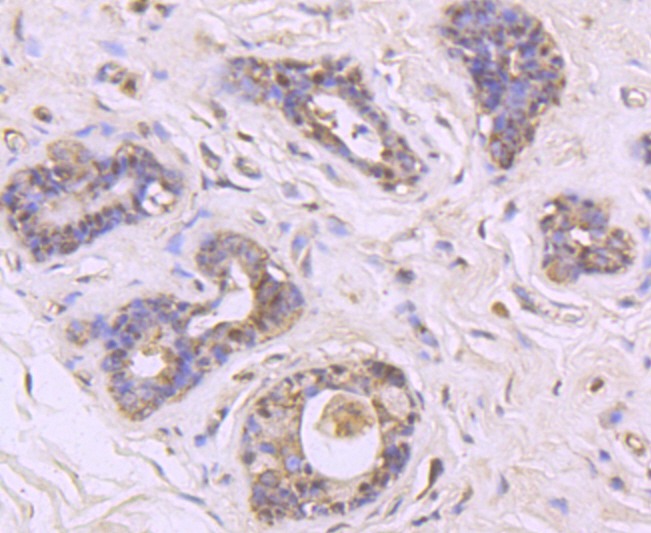 Anti-Mucin-2/MUC2 Antibody (9V575)