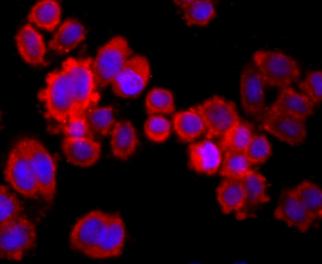 Anti-Mucin-2/MUC2 Antibody (9V575)