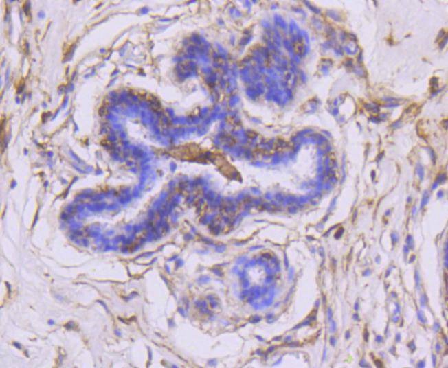 Anti-MMP-14 Antibody (7I45)