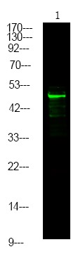 Anti-Phospho-MNK2 (Thr249) Polyclonal Antibody