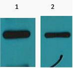 Anti-MYC Tag Antibody (3I281)