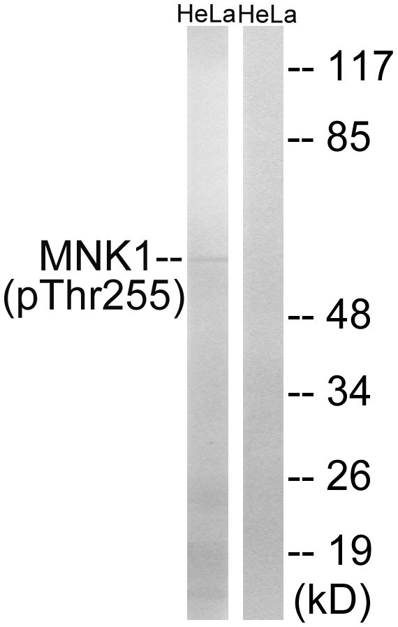 Anti-Phospho-MKNK1 (Thr255) Polyclonal Antibody