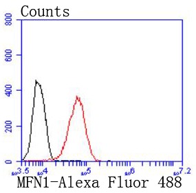 Anti-MFN1 Antibody (2T242)