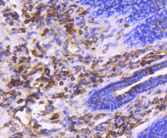 Anti-Moesin Antibody (2Z70)