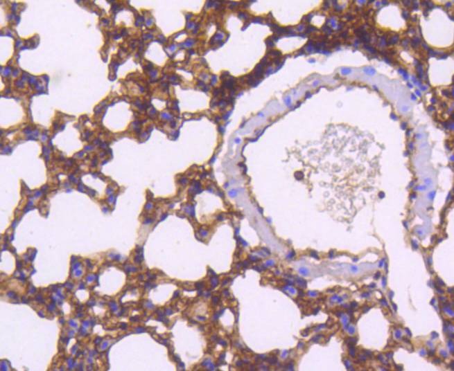 Anti-Moesin Antibody (2Z70)