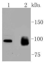 Anti-MKLP1 Antibody (7V592)
