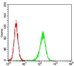 Anti-TRIM63 Antibody (5C208)